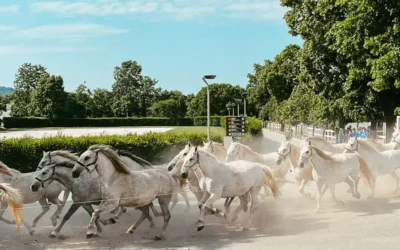 Lipica s dětmi: hřebčín, koně a plán návštěvy